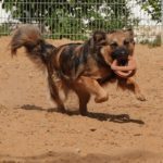GABY, Hund, Mischlingshund in Rüsselsheim - Bild 3