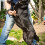 TARA, Hund, Mischlingshund in Rüsselsheim - Bild 4