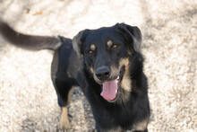 EMO, Hund, Mischlingshund in Kroatien - Bild 1