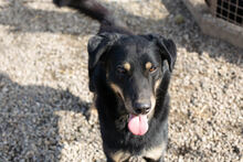 EMO, Hund, Mischlingshund in Kroatien - Bild 2