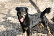 EMO, Hund, Mischlingshund in Kroatien - Bild 3