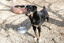 EMO, Hund, Mischlingshund in Kroatien - Bild 4