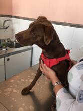 LINCOLN, Hund, Labrador Retriever in Spanien - Bild 2