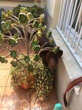 LINCOLN, Hund, Labrador Retriever in Spanien - Bild 3