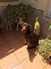 LINCOLN, Hund, Labrador Retriever in Spanien - Bild 4