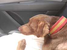 LINCOLN, Hund, Labrador Retriever in Spanien - Bild 6