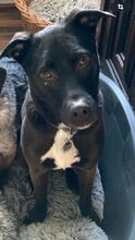 CARLOTTA, Hund, Labrador Retriever-Mix in Wuppertal