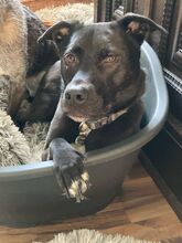 CARLOTTA, Hund, Labrador Retriever-Mix in Wuppertal - Bild 2