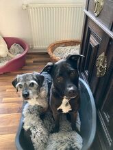 CARLOTTA, Hund, Labrador Retriever-Mix in Wuppertal - Bild 3