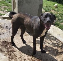 CARLOTTA, Hund, Labrador Retriever-Mix in Wuppertal - Bild 4