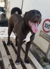 CARLOTTA, Hund, Labrador Retriever-Mix in Wuppertal - Bild 5