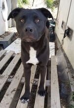 CARLOTTA, Hund, Labrador Retriever-Mix in Wuppertal - Bild 6