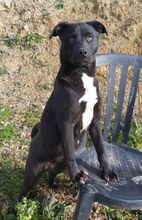 CARLOTTA, Hund, Labrador Retriever-Mix in Wuppertal - Bild 7