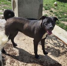 CARLOTTA, Hund, Labrador Retriever-Mix in Wuppertal - Bild 8