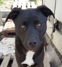 CARLOTTA, Hund, Labrador Retriever-Mix in Wuppertal - Bild 9