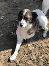 FRODO, Hund, Mischlingshund in Rumänien - Bild 2