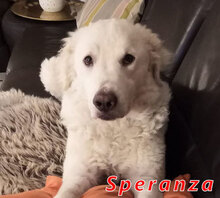 SPERANZA, Hund, Mischlingshund in Italien - Bild 13