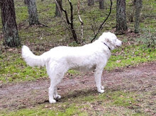 SPERANZA, Hund, Mischlingshund in Italien - Bild 17