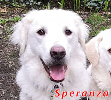 SPERANZA, Hund, Mischlingshund in Italien - Bild 7