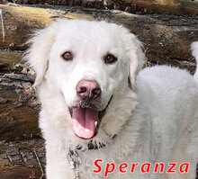 SPERANZA, Hund, Mischlingshund in Kirchlinteln - Bild 1