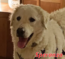SPERANZA, Hund, Mischlingshund in Kirchlinteln - Bild 20