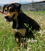 GERMAN, Hund, Mischlingshund in Griechenland - Bild 2