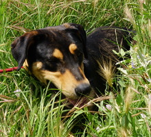 GERMAN, Hund, Mischlingshund in Griechenland - Bild 3