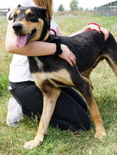 GERMAN, Hund, Mischlingshund in Griechenland - Bild 5