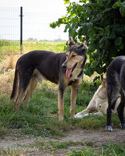 PEPIN, Hund, Deutscher Schäferhund-Mix in Lahstedt - Bild 4