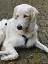 LEA, Hund, Maremmano in Bissendorf - Bild 1