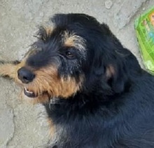 SCARLET, Hund, Mischlingshund in Griechenland - Bild 1