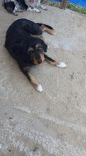 SCARLET, Hund, Mischlingshund in Griechenland - Bild 3