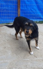 SCARLET, Hund, Mischlingshund in Griechenland - Bild 4