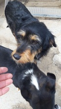 SCARLET, Hund, Mischlingshund in Griechenland - Bild 6