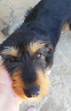 SCARLET, Hund, Mischlingshund in Griechenland - Bild 7