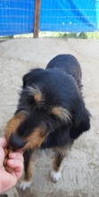 SCARLET, Hund, Mischlingshund in Griechenland - Bild 9