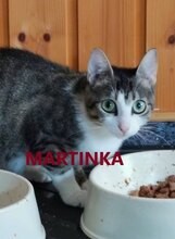MARTINKA, Katze, Europäisch Kurzhaar in Selters - Bild 2