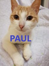 PAUL, Katze, Europäisch Kurzhaar in Bulgarien - Bild 1