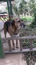 LUSSY, Hund, Mischlingshund in Italien - Bild 1
