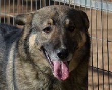 VALENTINO, Hund, Mischlingshund in Griechenland - Bild 1