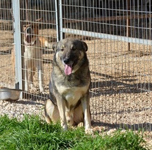 VALENTINO, Hund, Mischlingshund in Griechenland - Bild 11