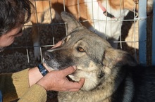 VALENTINO, Hund, Mischlingshund in Griechenland - Bild 12