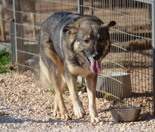 VALENTINO, Hund, Mischlingshund in Griechenland - Bild 14