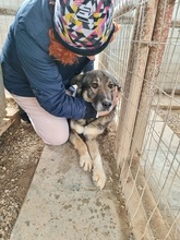 VALENTINO, Hund, Mischlingshund in Griechenland - Bild 3