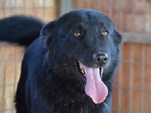 RUSTY, Hund, Mischlingshund in Griechenland - Bild 1