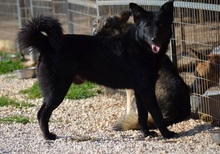 RUSTY, Hund, Mischlingshund in Griechenland - Bild 10