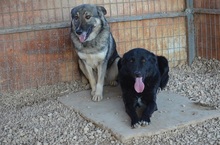 RUSTY, Hund, Mischlingshund in Griechenland - Bild 3