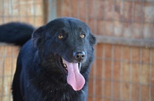 RUSTY, Hund, Mischlingshund in Griechenland - Bild 5