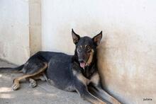 HENRY, Hund, Mischlingshund in Spanien - Bild 10