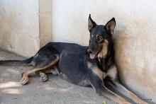 HENRY, Hund, Mischlingshund in Spanien - Bild 11